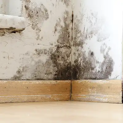 Water damage and mold growth inside home